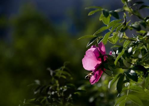 刺玫菊有哪些品种