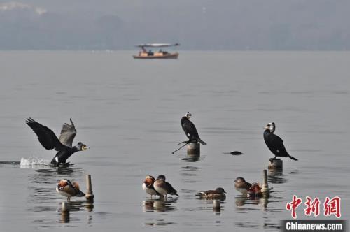 西湖明月什么动物来的