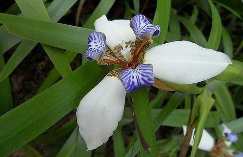 鸢尾花生虫吗