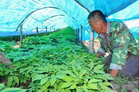 人参种植属于农业吗