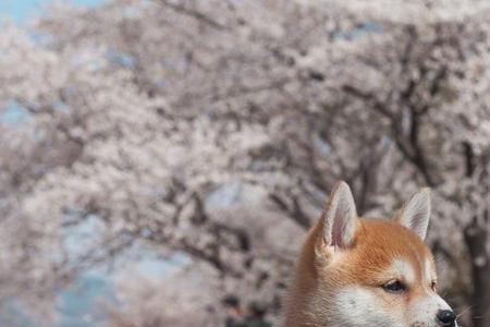 柴犬最多能活几年