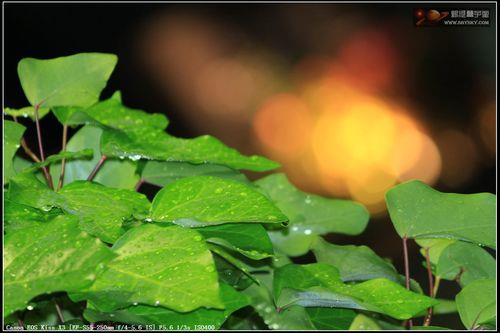 朦胧的雨原唱