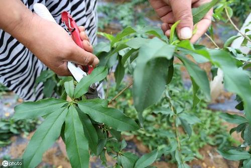 西梅夏季摘心的正确方法