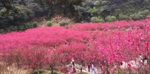 新沟桃花源要门票吗