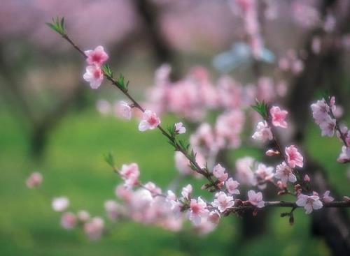 裸形桃花什么意思