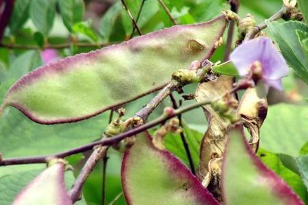 峨眉豆多长时间开花结果