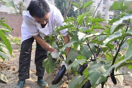 茄子树生虫可用灭害灵喷吗