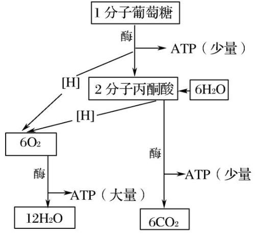 无氧呼吸两种产物的反应式