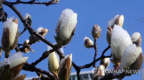 阳春三月下雪的句子