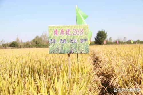 霸道12水稻品种