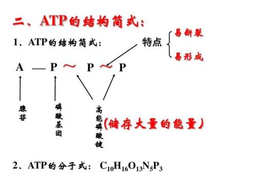 atp转化能量的效率