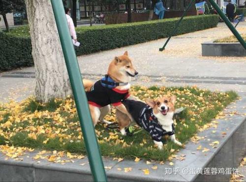 养柯基好还是柴犬好