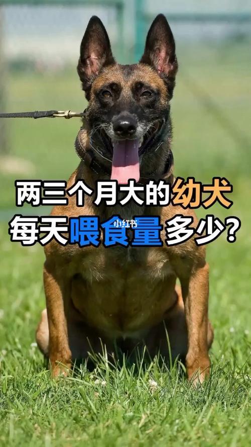 幼犬隔多久增加食量