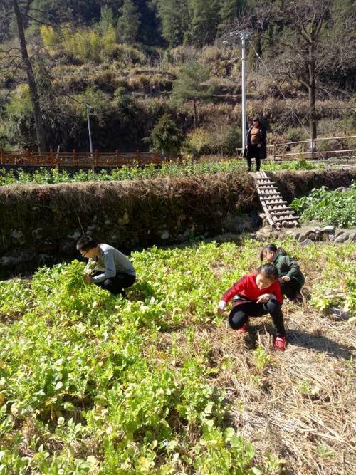 帮奶奶干农活收获和感想