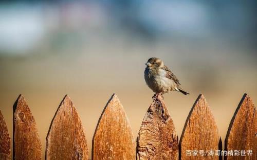 理不出头绪的句子