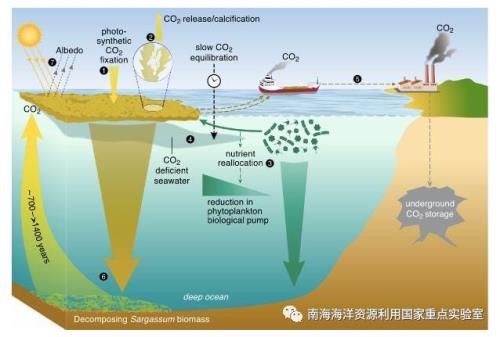 一般植物co2的吸收特点