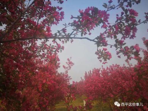 西平海棠园要门票吗