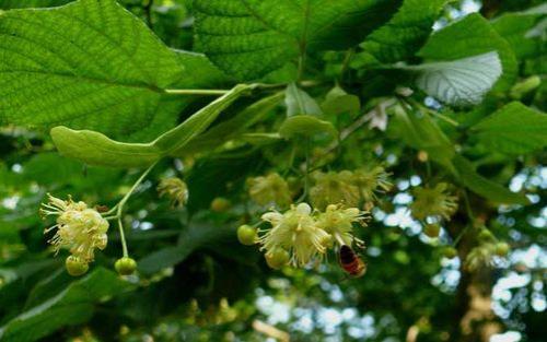 多蜜植物排行