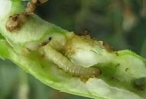 辣椒芽和青菜虫怎么分辨