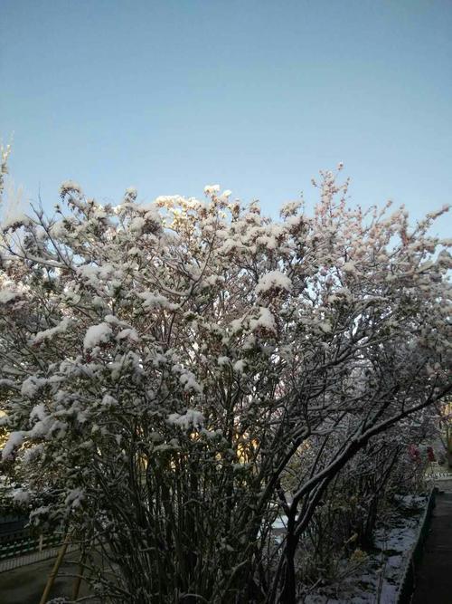 白白的雪花像什么比喻