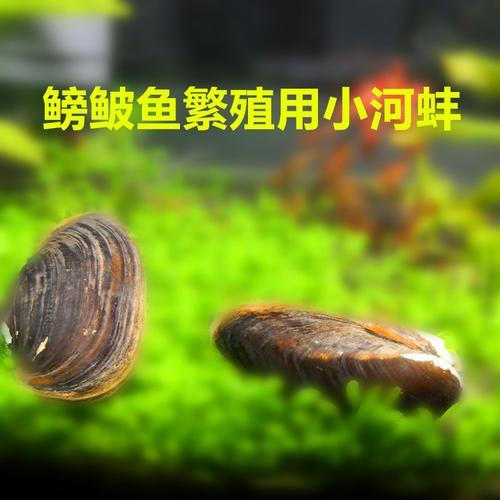 河蚌繁殖最快的方法