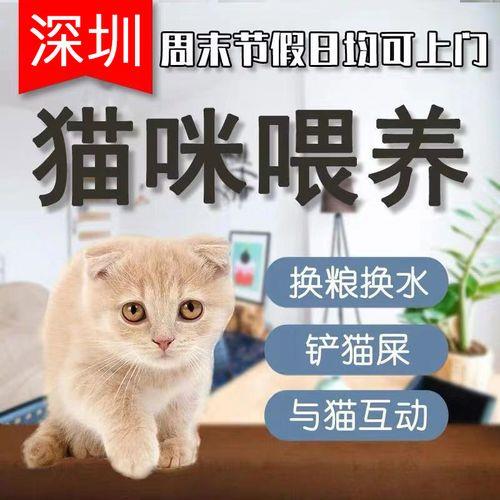 朋友的猫咪寄养在我家怎么养