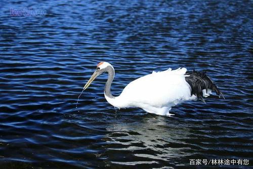 我国十大种鹤排行榜