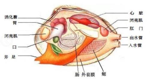 河蚌嘴张开不闭合