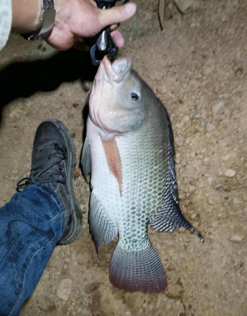 夜钓罗非鱼的最佳方法