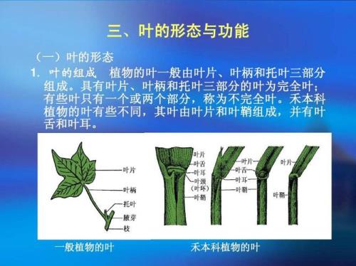 叶子的结构图片