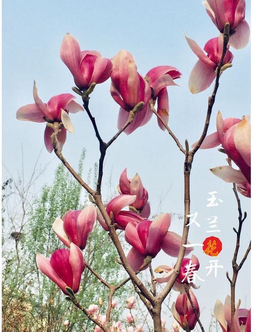 花开花谢，又一春的意思