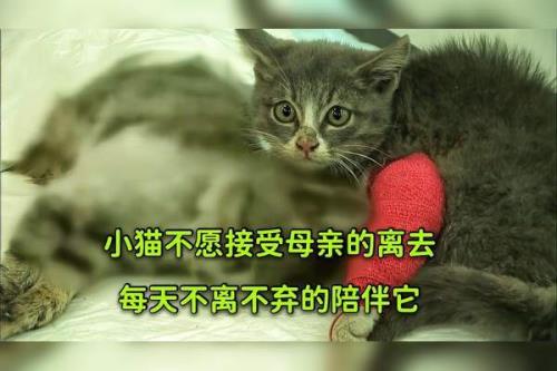 猫死后尸体能放家几天