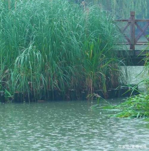 一什么夏雨