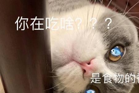 一个月小猫可以吃鱼干吗