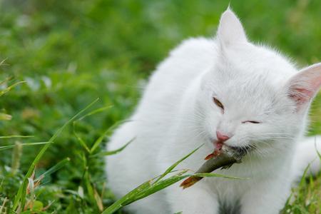 光棍不吃眼前亏，猜那只动物