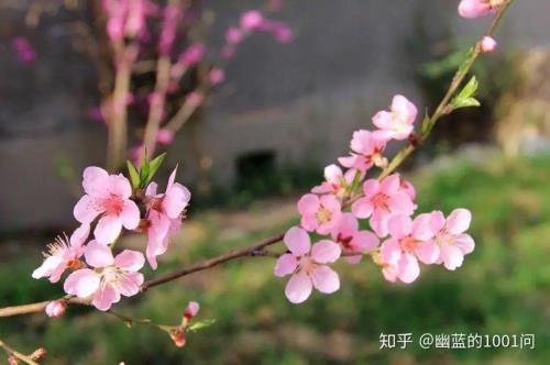 桃花面卤制方法和配方