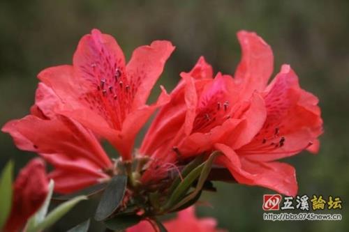 野生艳山花属于保护植物吗