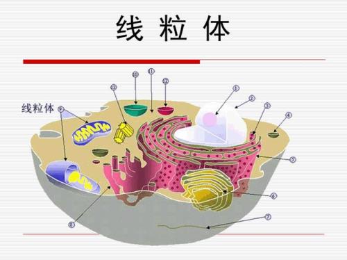 线粒体的定义是什么