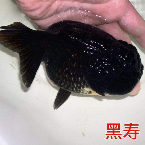 黑兰寿饲养方法