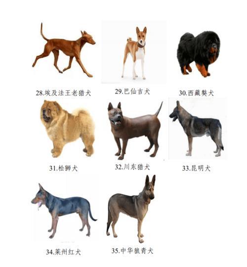 北京禁养犬名单查询