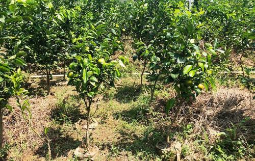 沃柑在山东庭院种植吗