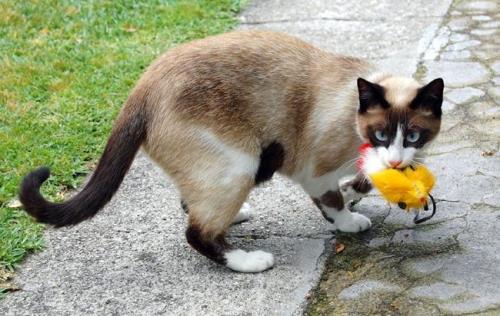 母猫呼唤小猫叫声