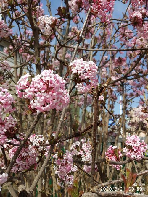 海岛春花与春花区别