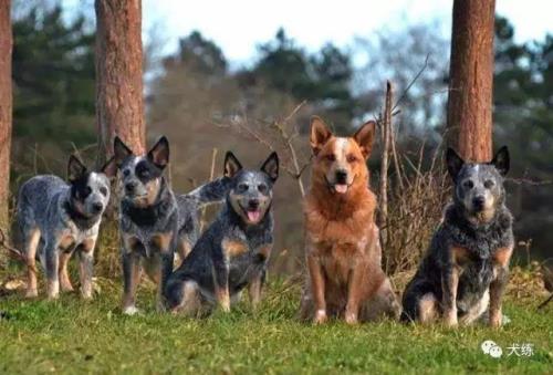 澳洲牧牛犬，看家护主吗