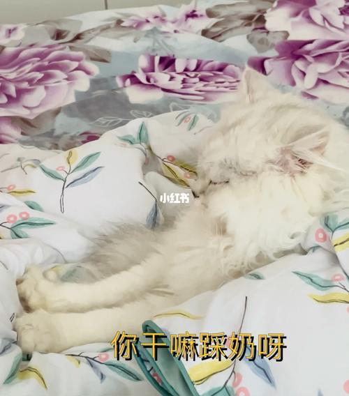 猫咪不踩奶是什么情况