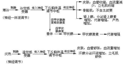 体液调节的特点是什么