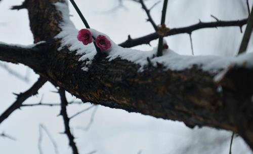 傲雪的意思