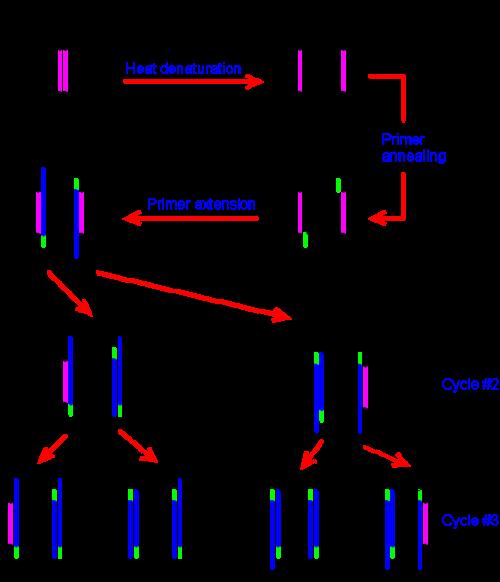 PCR原理是什么