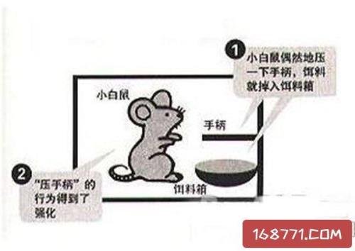 斯金纳认为消极强化就是惩罚吗