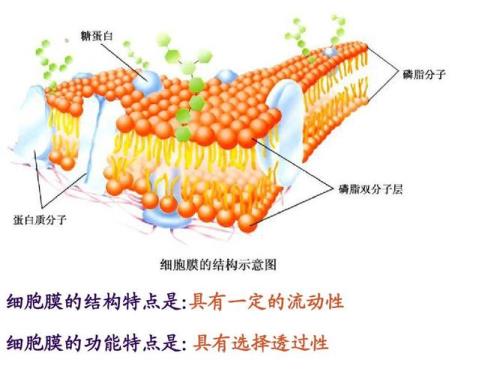 的是什么结构